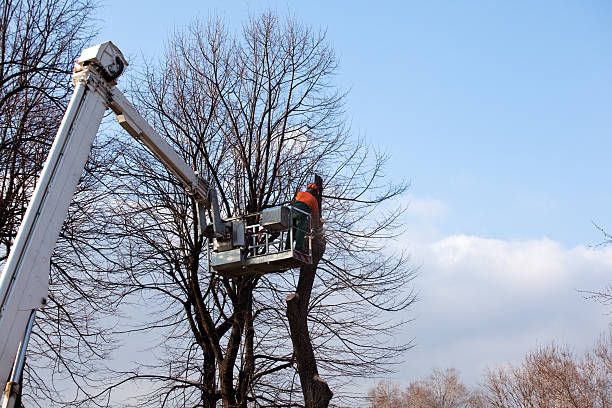 Best Fruit Tree Pruning  in USA